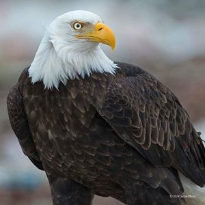 Meet your Posher, Wanda